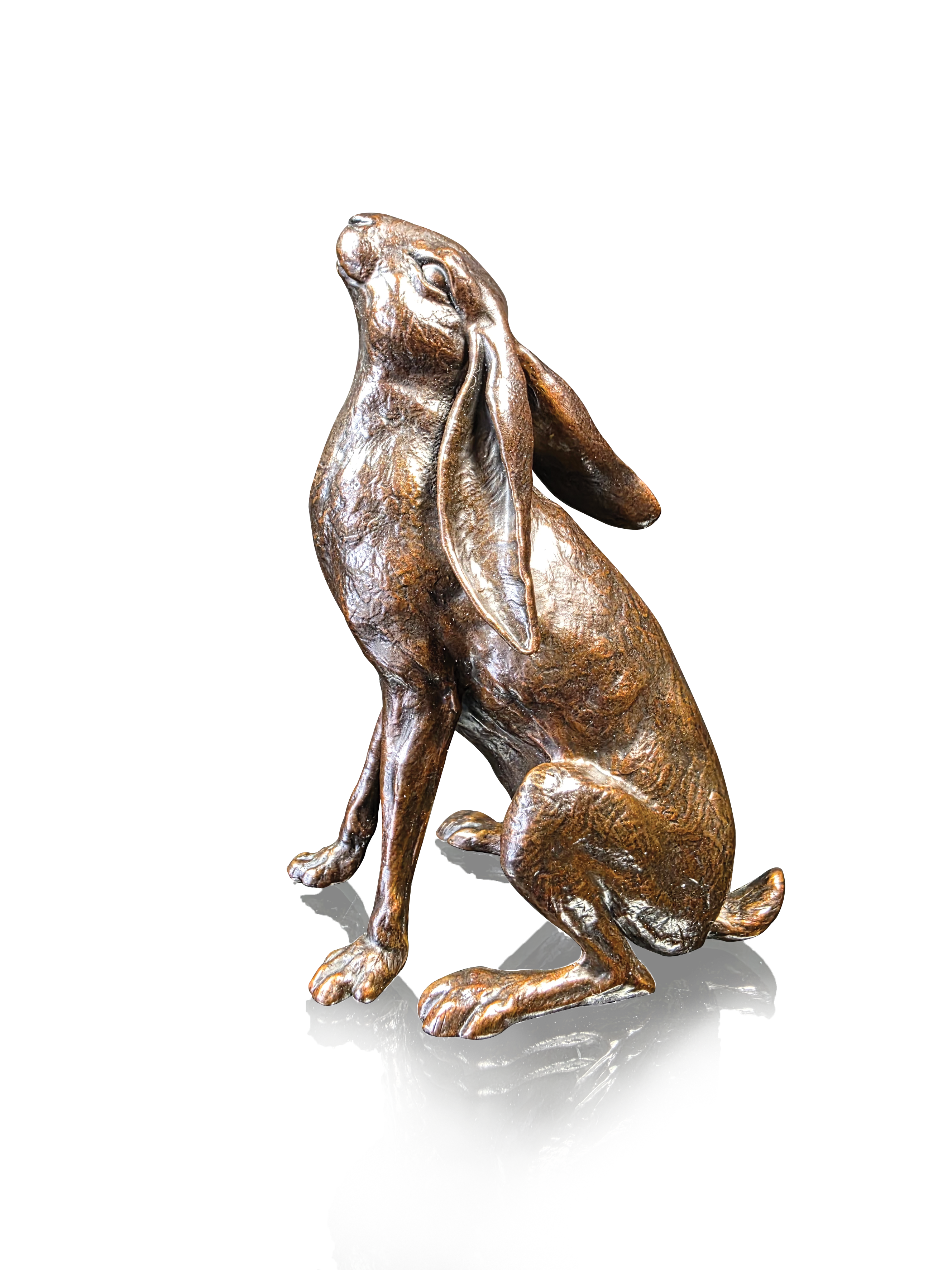 Large Hare Moon Gazing (1235)