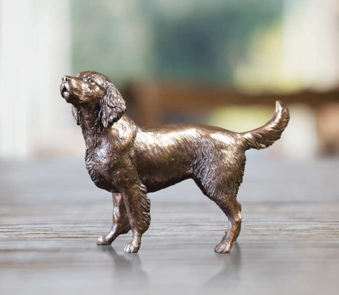 Medium Springer Spaniel (1130)