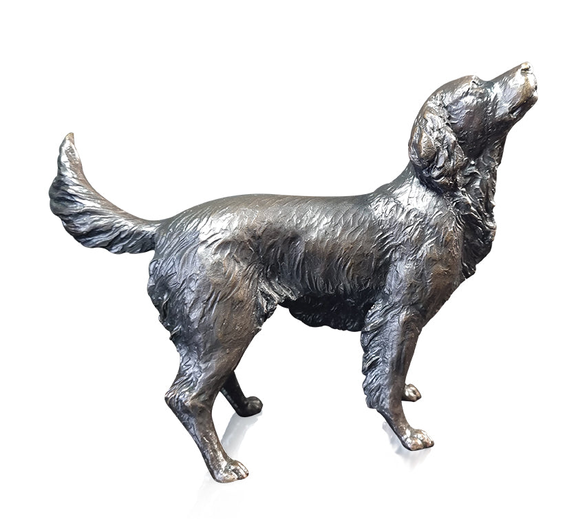Medium Springer Spaniel (1197)