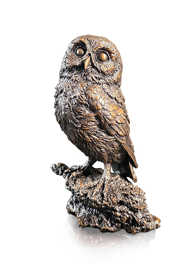 Little Owl (1292)