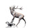 Stag Roaring (1134)