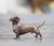 Small Dachshund Standing (1149)