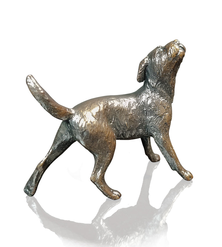 Border Terrier (1157)